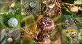 /album/araneidae/araneus-quadratus-1-postcard-jpg/
